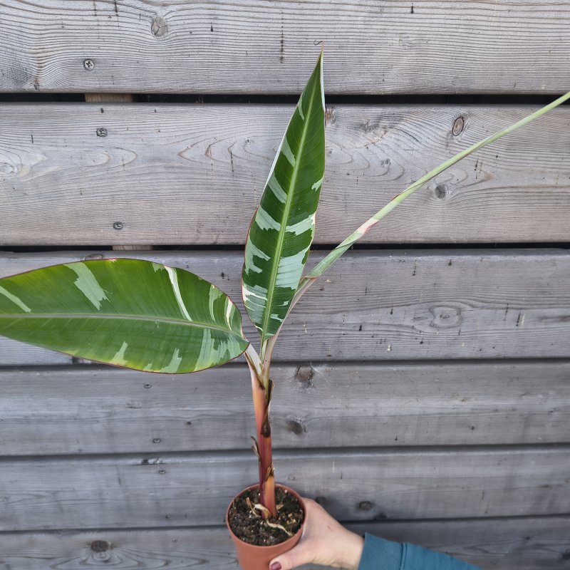 Musa (Banánovník) ´FLORIDA VARIEGATA´ - výška 40-60 cm, kont. P11